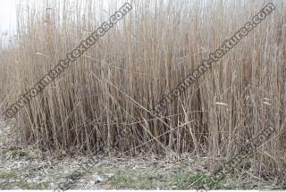 Photo Texture of Grass Tall 0004